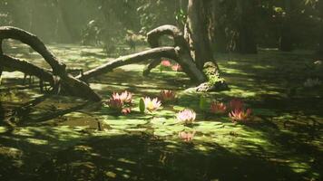 Lush water lilies bloom on a serene pond surrounded by dense greenery video