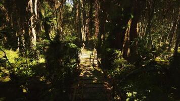 Wooden footbridges crafted by aborigines in a lush jungle setting video