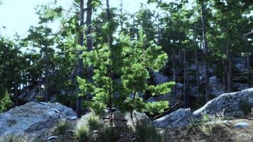Lush green pine trees amidst rocky terrain in a serene forest setting video