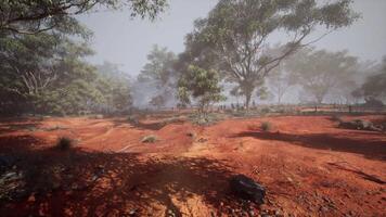 Misty morning in a serene forest with red soil and lush greenery video