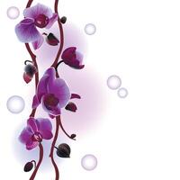 Seamless background with orchids branch vector