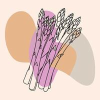 Asparagus line art illustration vector