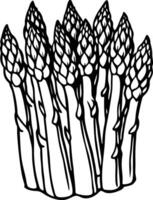 Asparagus coloring pages vector