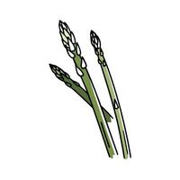 Asparagus illustration artwork vector