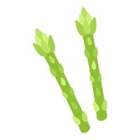 Fresh Asparagus Stalks Hand Drawn on White Background vector