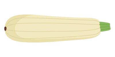Fresh Zucchini Hand Drawn on White Background vector