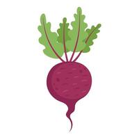 Beetroot with Green Leaves Hand Drawn on White Background vector