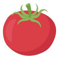 Hand Drawn Red Tomato on White Background vector
