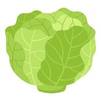 Green Cabbage Hand-Drawn on White Background vector