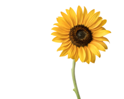 Sunflower with leaf on transparent background, nature-inspired design png