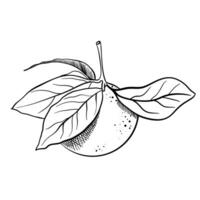 Mandarin line skeych illustration. Hand drawn outline whole orange tangerine or clementine , fruit branch , tangerine wedges with zest twist vector
