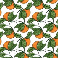 Citrus summer seamless pattern, orange on branches with leaves. Mandarin Fruits background. Tropical fabric, textile design with tangerine vector