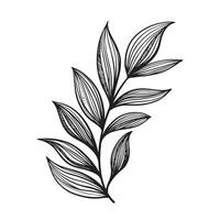 Sketch branch of leaf Hand drawn. Floral illustration. Line. minimalistic, luxurious. For invitations, weddding, cards, design vector