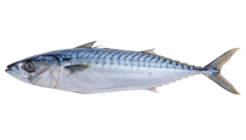 fresh whole mackerel fish on isolated background, seafood ingredient, raw fish for cooking, high protein source, omega-3 rich fish, culinary seafood, healthy marine food png