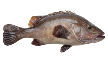 fresh grouper fish, large saltwater species with dark brown scales and rough texture, popular seafood choice, detailed fins and marine features, on isolated background png