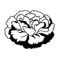 Soft Carnation Drawing vector