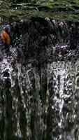 Clear water flows from the mountains to form small waterfalls between the rocks video