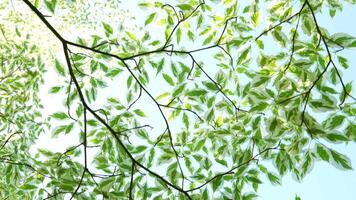 Close up. The sun shines through the leaves of the tree. Green leaf macro in summer day sun rays on blurred abstract bokeh with flare background. Backlight sky. Sunlight Lens Flare. Nature video