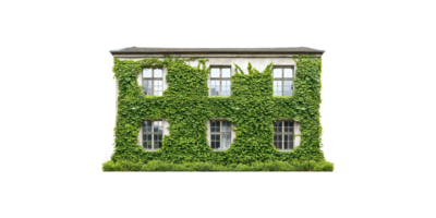 Old building covered with ivy vines isolated on transparent background png