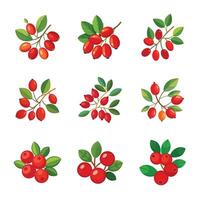 Fresh red currant fruit vector