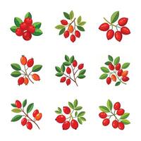 Red currant fruit set vector