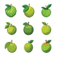 Durian fruit set vector