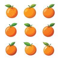 A collection of orange fruit with a white background vector