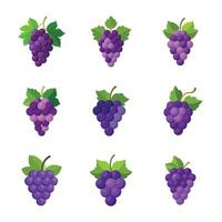 A collection of grape fruit with a white background vector