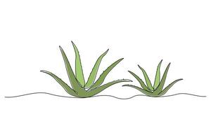 Continuous line art drawing of aloe vera plant. Aloe Vera continuous outline . vector