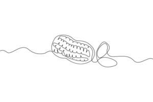 Hand-drawn peanut one-line art drawing. Peanuts continuous outline vector