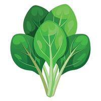 Fresh Spinach Art, , Icon and Graphic, Flat Vegetables Illustration Design On White Background vector