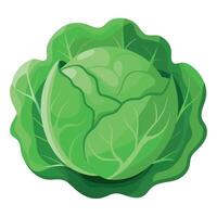 Fresh Cabbage Art, , Icon and Graphic, Flat Vegetables Illustration Design On White Background vector