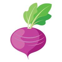 Fresh Turnip Art, , Icon and Graphic, Flat Vegetables Illustration Design On White Background vector