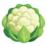 Fresh Cauliflower Art, , Icon and Graphic, Flat Vegetables Illustration Design On White Background vector