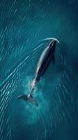 A whale swimming in the ocean with its tail out photo
