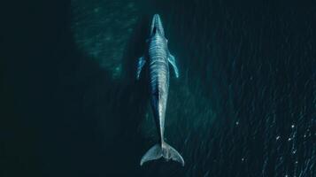 An aerial view of a whale swimming in the ocean photo