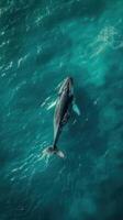 A whale swimming in the ocean with its tail out photo