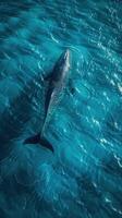 A whale swimming in the ocean with its tail out photo