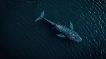 A large shark swimming in the ocean photo