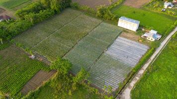 Aerial view of vegetable seedlings growing in rows on a farm photo