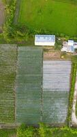 Aerial view of a green agricultural field with rows of seedlings. photo