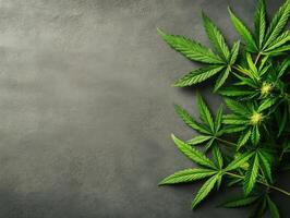 Close-up of fresh green cannabis leaves arranged artistically on a dark stone surface highlighting their texture and color vibrancy photo