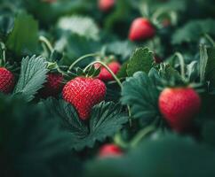 Fresh strawberries grow in a vibrant green field under soft sunlight during early summer photo