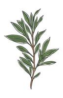 Olive branch illustration in color vector