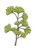 Illustration of a ginkgo branch in color vector