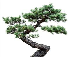 Elegant twisted bonsai tree with lush green needles against a white background reflecting the art of bonsai cultivation photo