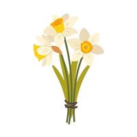 White flat daffodil on white background. Spring flower narcissus, bouquet of daffodils. isolated icon vector