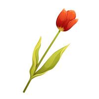 Red spring tulip on white background. Isolated floral element for spring vector
