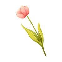 Delicate pink tulip on white background. Isolated floral element for spring vector