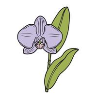 An illustration of a purple orchid with leaves vector